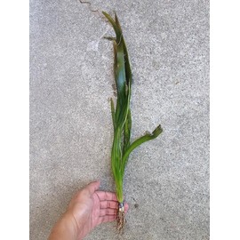Jungle Vallisneria Rooted Plants 1.5-2 Feet Tall - Easy Background Aquarium Plants