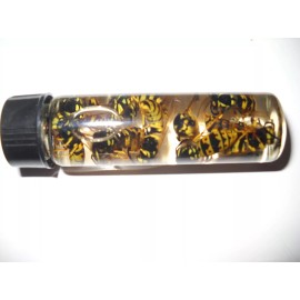 14 WET REAL Bees YELLOW JACKET WASP V Pensylanica Wet SPECIMEN INSECT