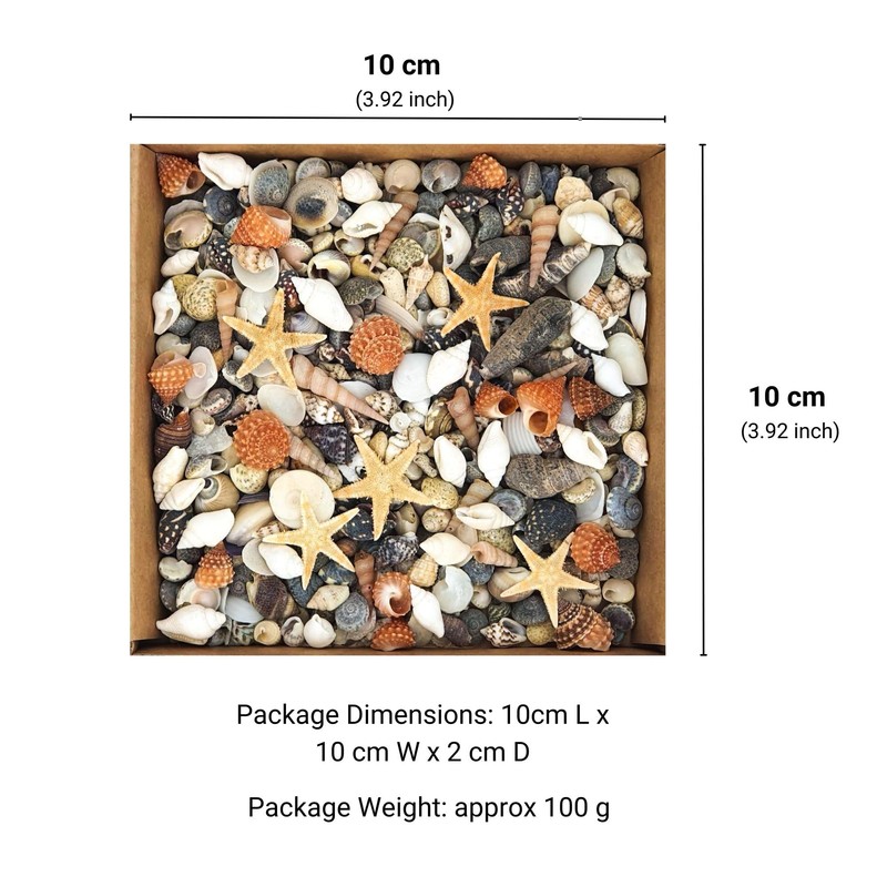 Avalon Mixed SEA Shells Collectable Small Seashell Mixes, Decorative Craft