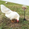 Oooct 4 Pack Chicken Peck Toy, Chicken Enrichment Toys, Chicken