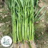 KS 200+ pcs TRIPLE-STEM WATER SPINACH SEEDS, Ong Choy, Kangkong,
