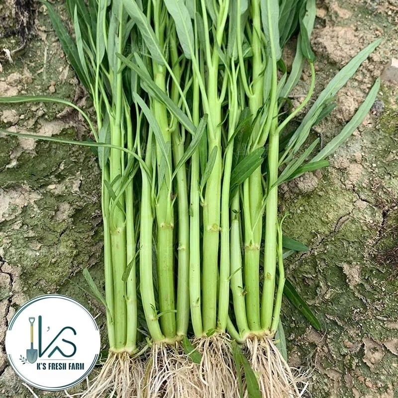 KS 200+ pcs TRIPLE-STEM WATER SPINACH SEEDS, Ong Choy, Kangkong,