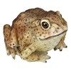 Figuren Shop GmbH HotAnt Realistic Garden Toad 12.5 cm Weatherproof