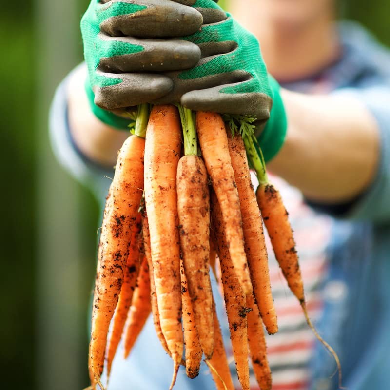 Carrot-Amsterdam (3600 Seeds)