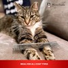 Warren London Cool Cat Comb