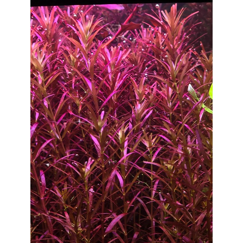 50 Plant Stems Pack - Live Aquatic Freshwater Plants -