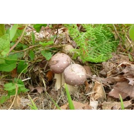 Handmade WINE CAP (KING STROPHARIA) mushroom spores spawn mycelium (on dry seeds)