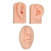 3D Nose and Mouth Model Silicone Ear Model Simulation Display