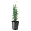 Blue Arrow Juniper | 1 Large Trade Gallon Size Plant