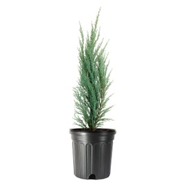 Blue Arrow Juniper | 1 Large Trade Gallon Size Plant | Juniperus Scopulorum | Fast Growing Privacy Screen, Outdoor Evergreen Shrub, Narrow Columnar Shape, Low Maintenance Landscape, Drought Tolerant