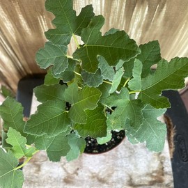 Hardy Dwarf Fig Tree Grown for Container Gardening and Zones 6 to 10