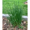 1000 Garden Chives Herb Seeds Allium schoenoprasum - Premium Non-GMO,