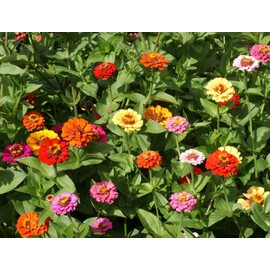 TomorrowSeeds - Pumila Mix Pom Pom Zinnia Seeds - 600+ Count - for 2025 Planting Long-Lasting Garden Flower Rainbow Colorful Lilliput Sunflower Rose Marigold Grow Your Own Home Farm Patio Healthy