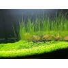 4 Bags Aquarium Plant S.e.e.ds, not Artificial Plastic Plant, Fish