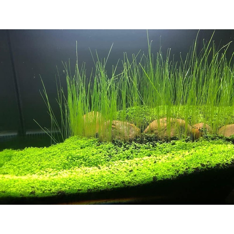 4 Bags Aquarium Plant S.e.e.ds, not Artificial Plastic Plant, Fish