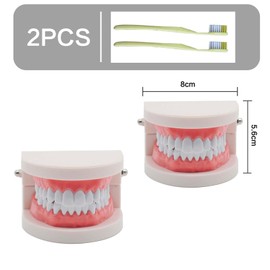 NIYATA 2 Stück pädagogische Modelle aus PVC, mit Zahnbürste aus Kunststoff, Modelle für zahnärztliche Unterricht, für die Demonstration der Zähne, lehren Sie Kindern das Zähneputzen