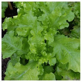 Everwilde Farms - 1 Oz Salad Bowl Lettuce Seeds - Gold Vault