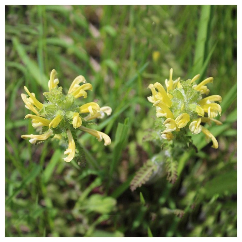Everwilde Farms - 150 Wood Betony Native Wildflower Seeds -