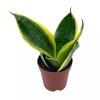 Florida House Plants Varigated Snake Plant, 2 inch, lengua de