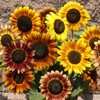 Mixed Sunflower Seeds for Planting -200+ Heirloom Non-GMO Sunflower Seeds