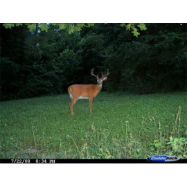 Seed Ranch Sixpoint Chicory Food Plot Seed - 1 lb.