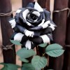 JQBay 20pcs Rare Black & White Rose Seeds Non GMO