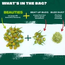 Buzz Buttons Edible Flowers for Cocktails | Grown in USA | Spilanthes | Freeze Dried Edible Flowers for Drinks | Szechuan Buttons | Edible Dried Flowers for Drink Garnish | .2oz Pouch