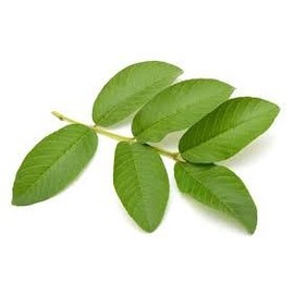 Fresh Guava Leaves (Pack of 15)