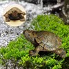 RELKLYU 2 Simulated Turtle Models, Garden Decoration Embellishments, Garden Landscaping,
