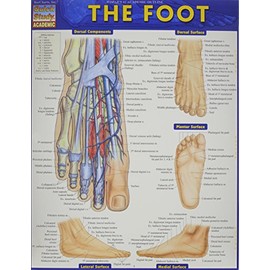 The Foot