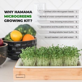 HAMAMA Microgreens Growing Kit Replacements - Broccoli Indoor Sprouts Mat - Seed Quilts Easy Setup Pack of 3 - No Tray Only Seeds Refills