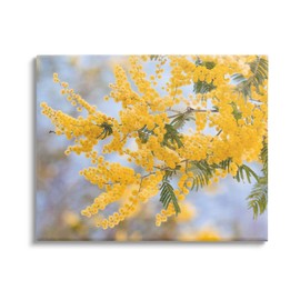 Stupell Industries Yellow Mimosa Tree Flowers Nature Canvas Wall Art, Design by Lil' Rue