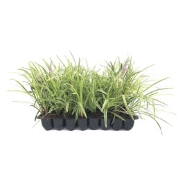Variegated Liriope Muscari 'Silvery Sunproof' - 3 Live Plants - Blooming Evergreen Groundcover