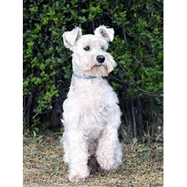 DIY 5D Diamond Painting Kits for Adults by Number Schnauzer Cute Pet Dog Animal, Full Drill Diamond Art Picture with HD Embroidery Canvas for Home Wall Decoration 30x40cm