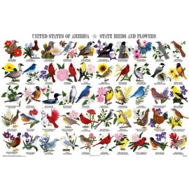 24 X 36" United States of America State Birds and Flowers Laminated Poster