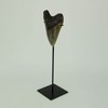 CONTRAST LIVING Mounted Giant 6 Inch Megalodon Shark Tooth Fossil