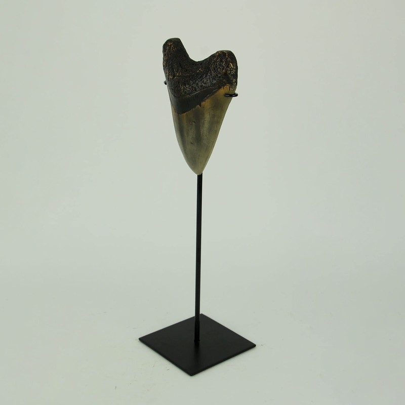 CONTRAST LIVING Mounted Giant 6 Inch Megalodon Shark Tooth Fossil