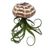 Florida House Plants Large Tillandsia Jellyfish, Big Hanging air Plant