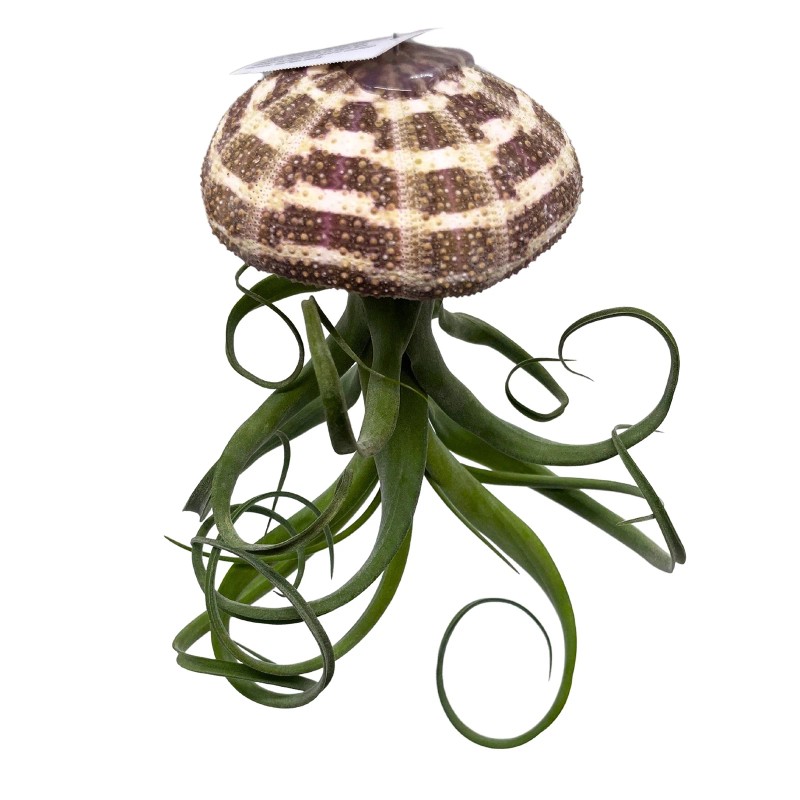 Florida House Plants Large Tillandsia Jellyfish, Big Hanging air Plant