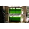 Cepa Espirulina Máxima, Calidad Laboratorio 800ml