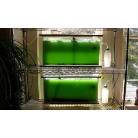 Cepa Espirulina Máxima, Calidad Laboratorio 800ml                                                                                                     