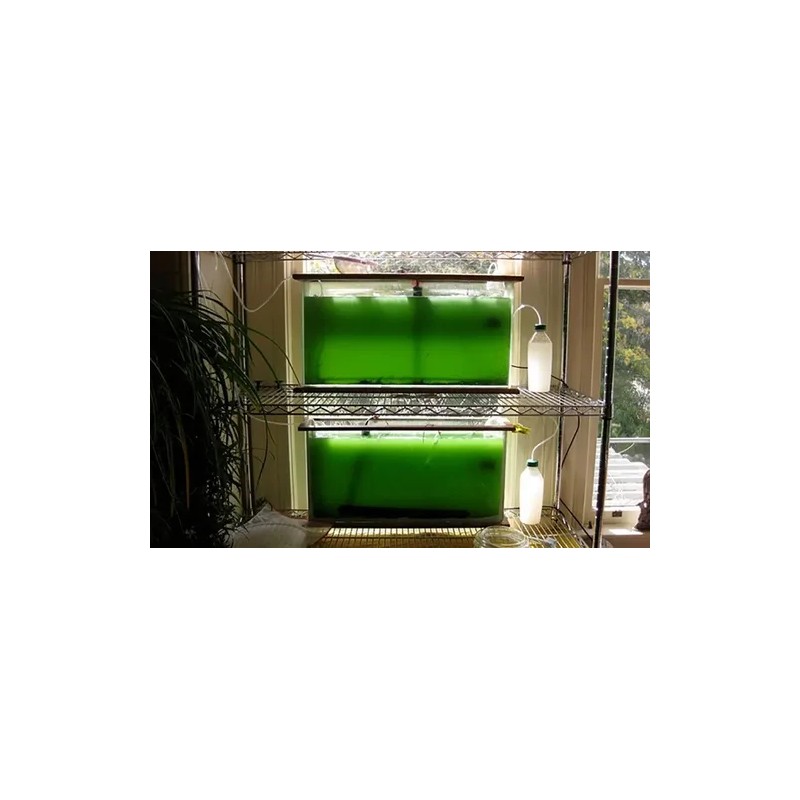 Cepa Espirulina Máxima, Calidad Laboratorio 800ml