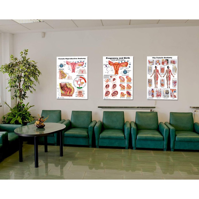 Female Large Poster Set, Include Preganancy and Birth, Female Anatomy,
