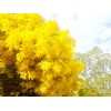 Seed-Top 100 Seeds Acacia Silver Wattle Yellow Mimosa Fresh