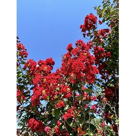 Bundle of 12 - Dynamite Crepe Myrtle Trees - DEEP RED Blooms - Quart Containers - FIBROUS Root System - Grown by Crape Myrtle Guy - Live Plants - 1 Foot Tall
