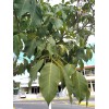 las marias 20x Pink Guayacan/Pink Trumpet tree/Handranth
