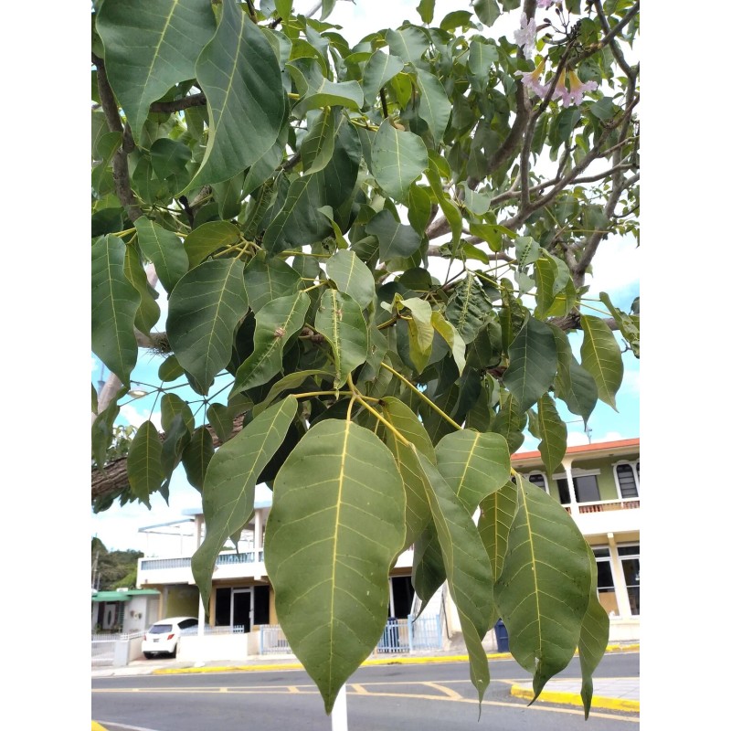 las marias 20x Pink Guayacan/Pink Trumpet tree/Handranth