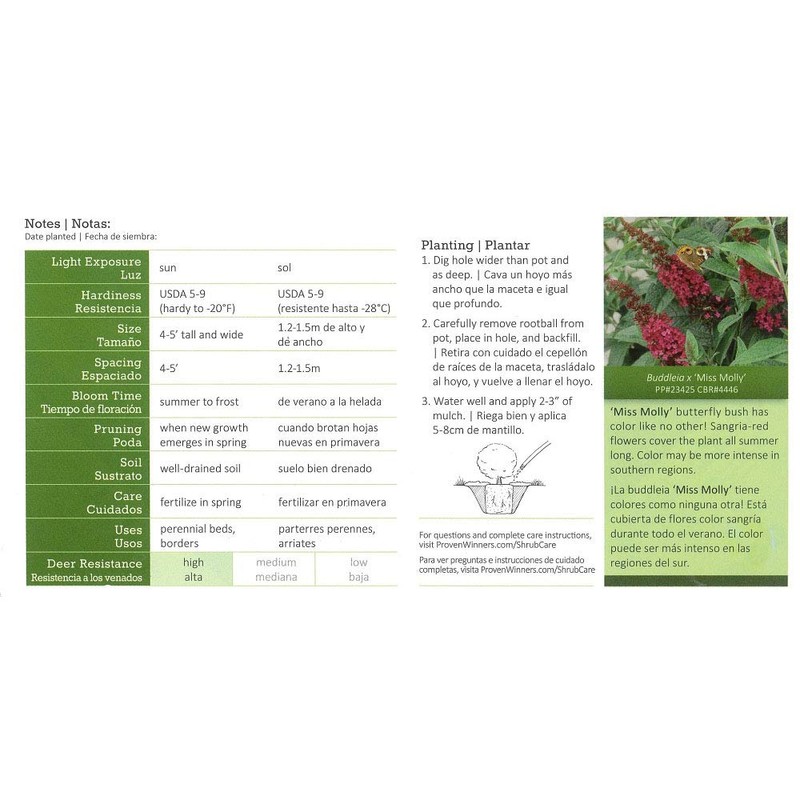 Proven Winner Miss Molly Buddleia 2 Gal, Pink and Red