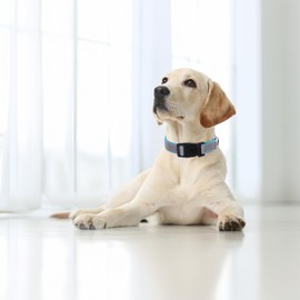 Boswany Highly Reflective Dog Collar, Adjustable Nylon Basic Collar Quick Release Buckle for Small Medium Large Dogs, S, M, L Sizes (Small,10"-15" Blue)