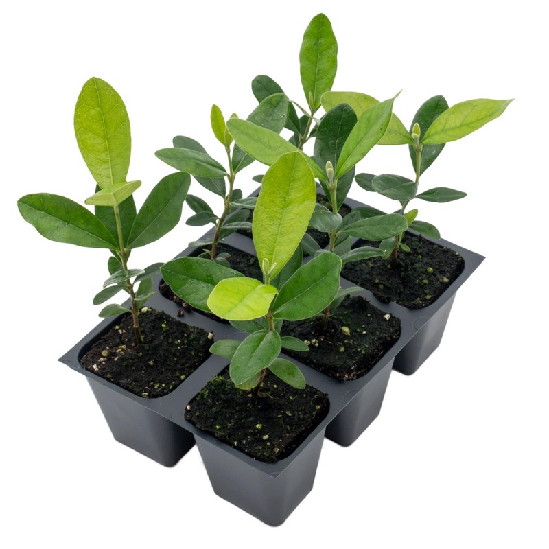 6 Pineapple Guava (Feijoa) Trees | 6 Saplings in 2.5-inch